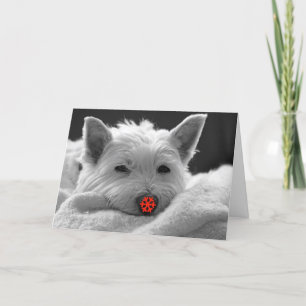 Festiva Buenas fiestas - tarjeta linda del perro de Westie