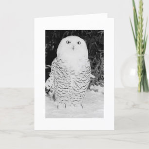 Festiva Búho de encargo del invierno de la tarjeta de