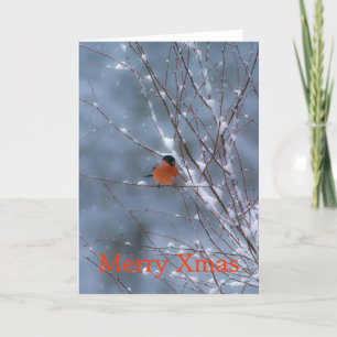 Festiva Bullfinch masculino en la tarjeta navideña de niev