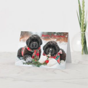 Festiva Cachorros de Terranova en tarjeta de Navidades de 