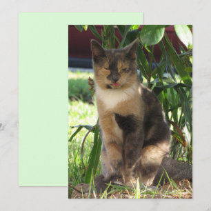 Festiva Callie Muffin, la tarjeta plana de gato rota