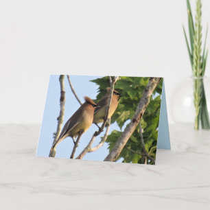Festiva Cedar Waxwing - Backyard Bird Series - Tarjeta ple