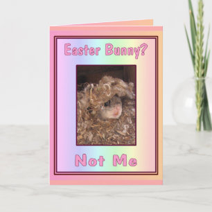 Festiva ¿Conejito de pascua? Tarjeta