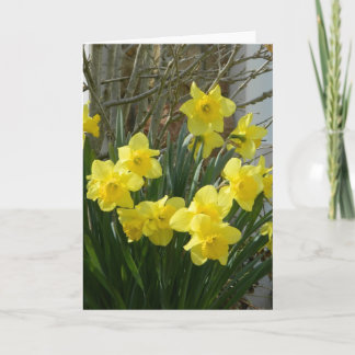 Festiva Daffodils en tarjeta de saludo de primavera
