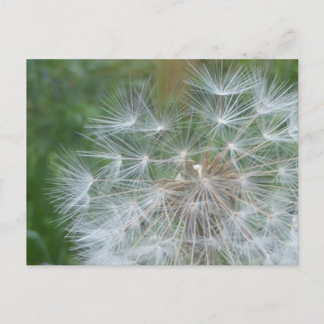 Festiva Dandelion Seeds cerrar la postal DIY (Anverso)
