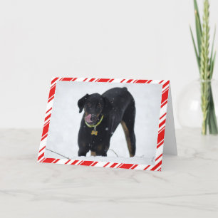 Festiva Doberman lindo en tarjeta del día de fiesta de la