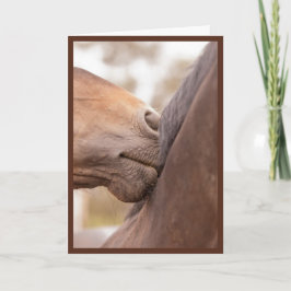 Festiva El caballo Nuzzle a la tarjeta del día de San