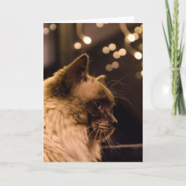 Festiva El gato de Ragdoll enciende la tarjeta