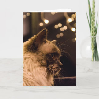 Festiva El gato de Ragdoll enciende la tarjeta