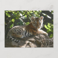 El tigre bebé en la postal Sun DIY