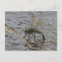Emperador Dragonfly cierra la postal DIY