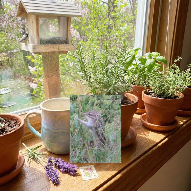 Festiva Encantador Chipmunk en la postal de verano de la p (Subido por el creador)