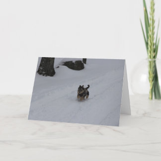 Festiva Estrallando la tarjeta resuelta del perrito