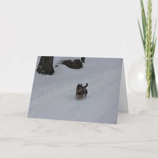 Festiva Estrallando la tarjeta resuelta del perrito (Anverso)