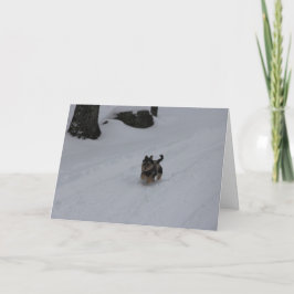 Festiva Estrellazo de la tarjeta resuelta del perrito