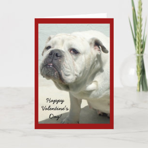 Festiva Feliz bulldog de San Valentín, tarjeta de felicita