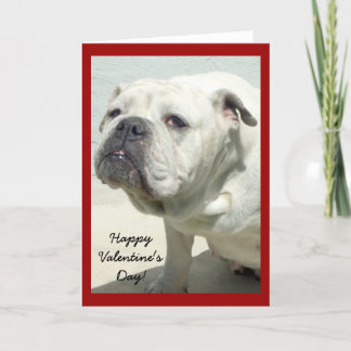 Festiva Feliz bulldog de San Valentín, tarjeta de felicita