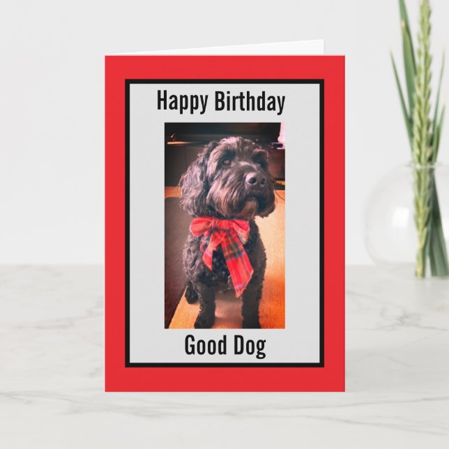 Festiva Feliz cumpleaños, buena tarjeta de perro (Anverso)