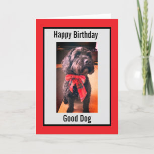 Festiva Feliz cumpleaños, buena tarjeta de perro