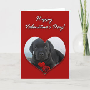 Festiva Feliz Día de San Valentín Labrador tarjeta de cach