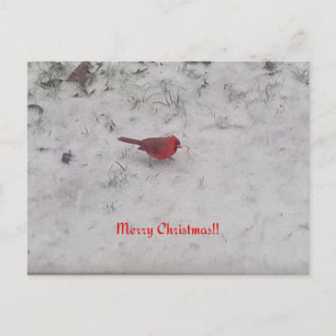 Festiva ¡Feliz Navidad! Postal