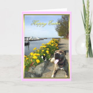 Festiva Feliz Pascua Pitbull y tarjeta de saludo de conejo