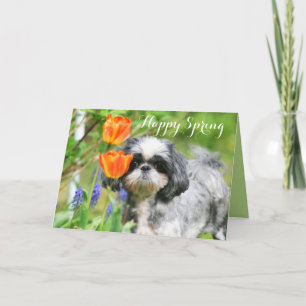 Festiva Feliz primavera shih Tzu Chica tarjeta de saludo