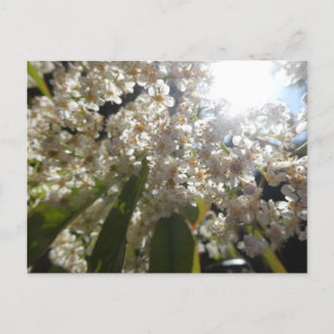 Festiva Flores de laurel blanco soleado mueren de postal