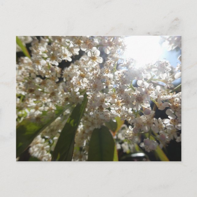 Festiva Flores de laurel blanco soleado mueren de postal (Anverso)