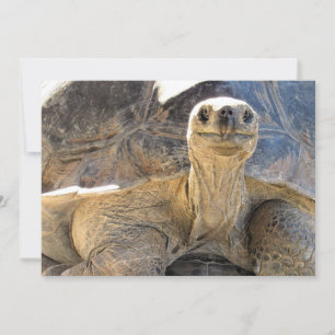Festiva Foto de una feliz tortiosa - Tarjeta plana