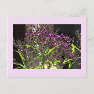 Festiva Foto postal de Purple Wildflowers