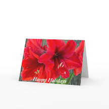 Fotografía roja del amaryllis en tarjeta de