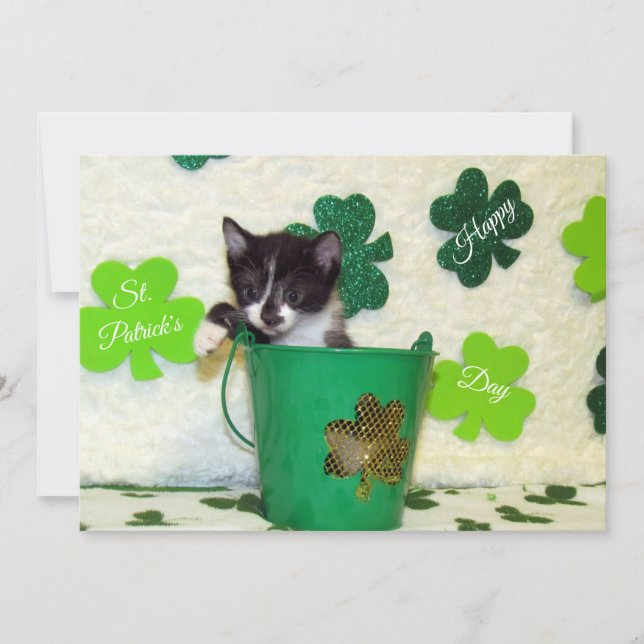 Festiva Foxi's St. Patrick's Day Cat/ Kitten - Tarjeta pla (Anverso)