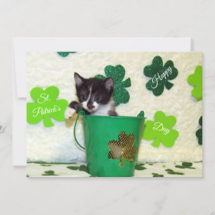 Festiva Foxi's St. Patrick's Day Cat/ Kitten - Tarjeta pla