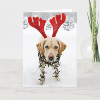 Festiva Funny Perros Navidades Tarjeta Labrador Recuperado