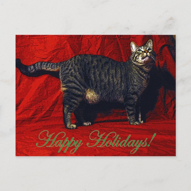Festiva Gato de vacaciones - postal (Anverso)