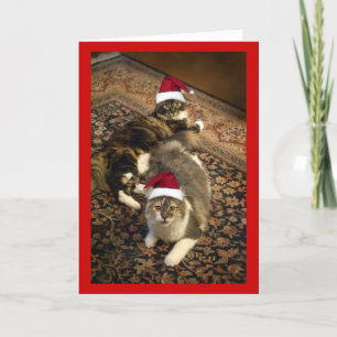 Festiva Gatos en tarjeta de felicitación divertida del