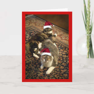 Festiva Gatos en tarjeta de felicitación divertida del