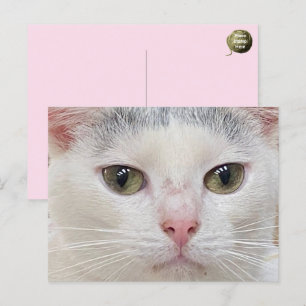 Festiva George la postal de cierre del gato