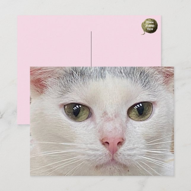 Festiva George la postal de cierre del gato (Anverso / Reverso)