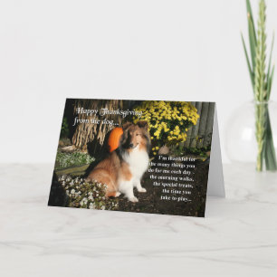 Festiva Graciosa tarjeta Sheltie de Acción de Gracias