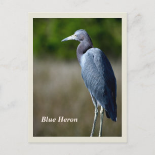Festiva Gran postal de vacaciones de la garza azul