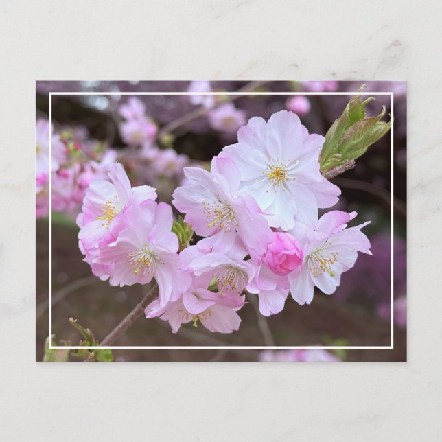 Festiva Hermosa postal de Moda con flores de cerezo rosado (Anverso)