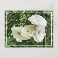 Hermoso racimo blanco rosas Moda postal floral
