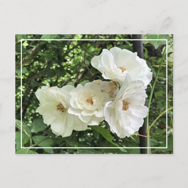 Festiva Hermoso racimo blanco rosas Moda postal floral (Anverso)