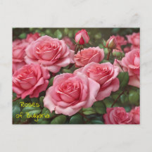 Hermosos Rosas de la postal de Bulgaria
