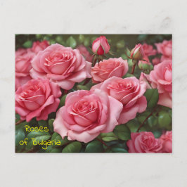 Festiva Hermosos Rosas de la postal de Bulgaria