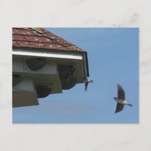 Festiva House Martins en la postal Nest Box DIY