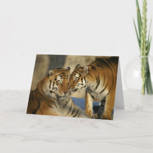 Festiva La tarjeta de San Valentín de los tigres