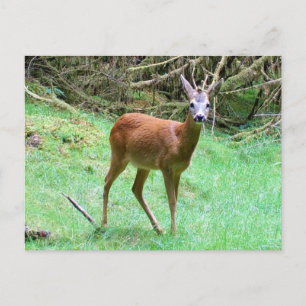 Festiva Macho de corzo en postal de vacaciones de bosque t